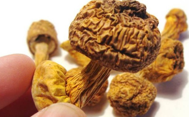 巴西菇、姬松茸烘干機-怎樣烘干色澤好且菇體褶片完整？