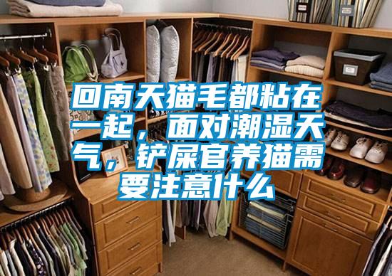 回南天貓毛都粘在一起，面對潮濕天氣，鏟屎官養(yǎng)貓需要注意什么