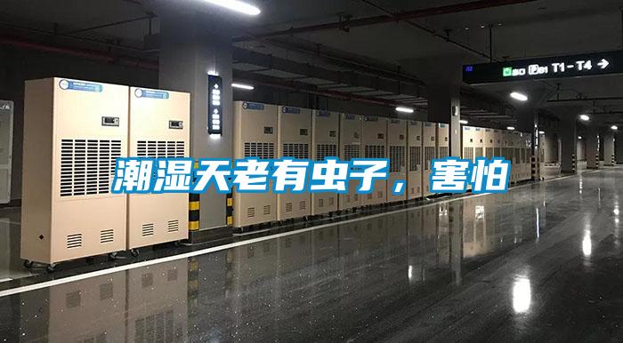 潮濕天老有蟲子，害怕