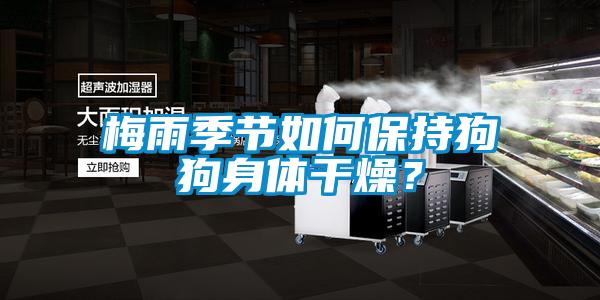 梅雨季節(jié)如何保持狗狗身體干燥？
