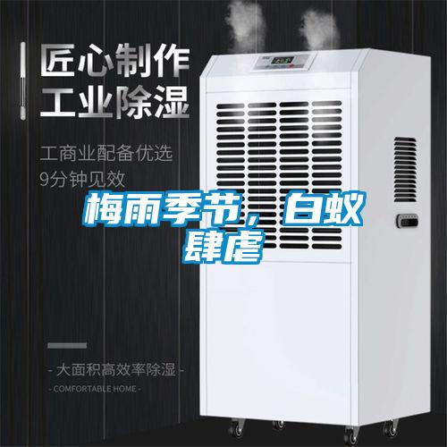 梅雨季節，白蟻肆虐