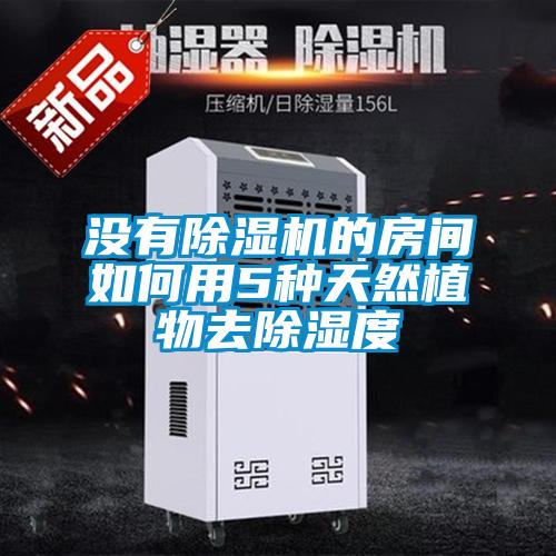 沒(méi)有除濕機(jī)的房間如何用5種天然植物去除濕度