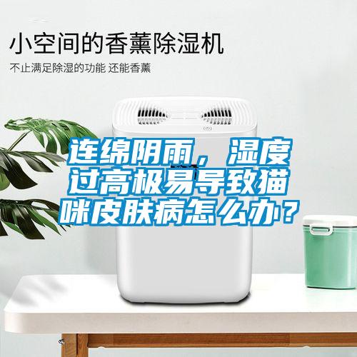 連綿陰雨，濕度過高極易導(dǎo)致貓咪皮膚病怎么辦？