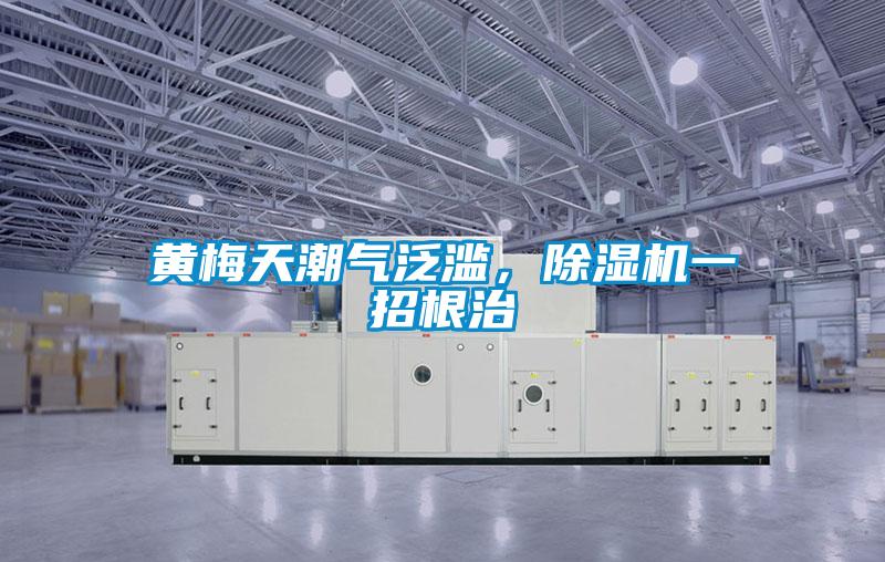 黃梅天潮氣泛濫，除濕機一招根治