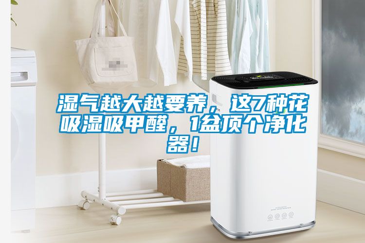 濕氣越大越要養(yǎng)，這7種花吸濕吸甲醛，1盆頂個凈化器！