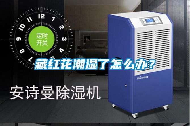 藏紅花潮濕了怎么辦？